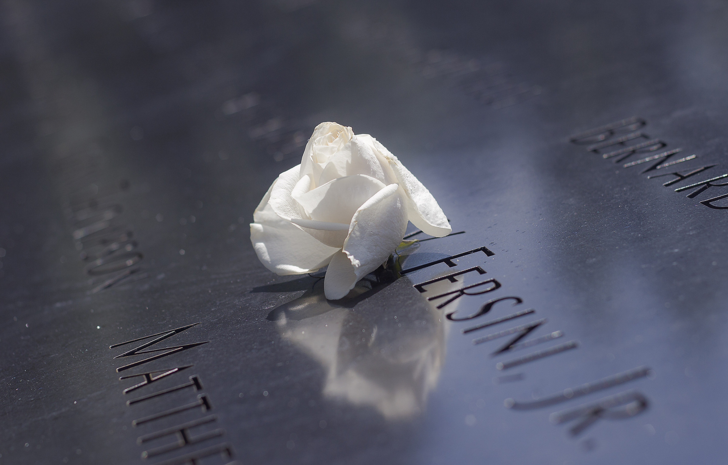 The Name of the Rose