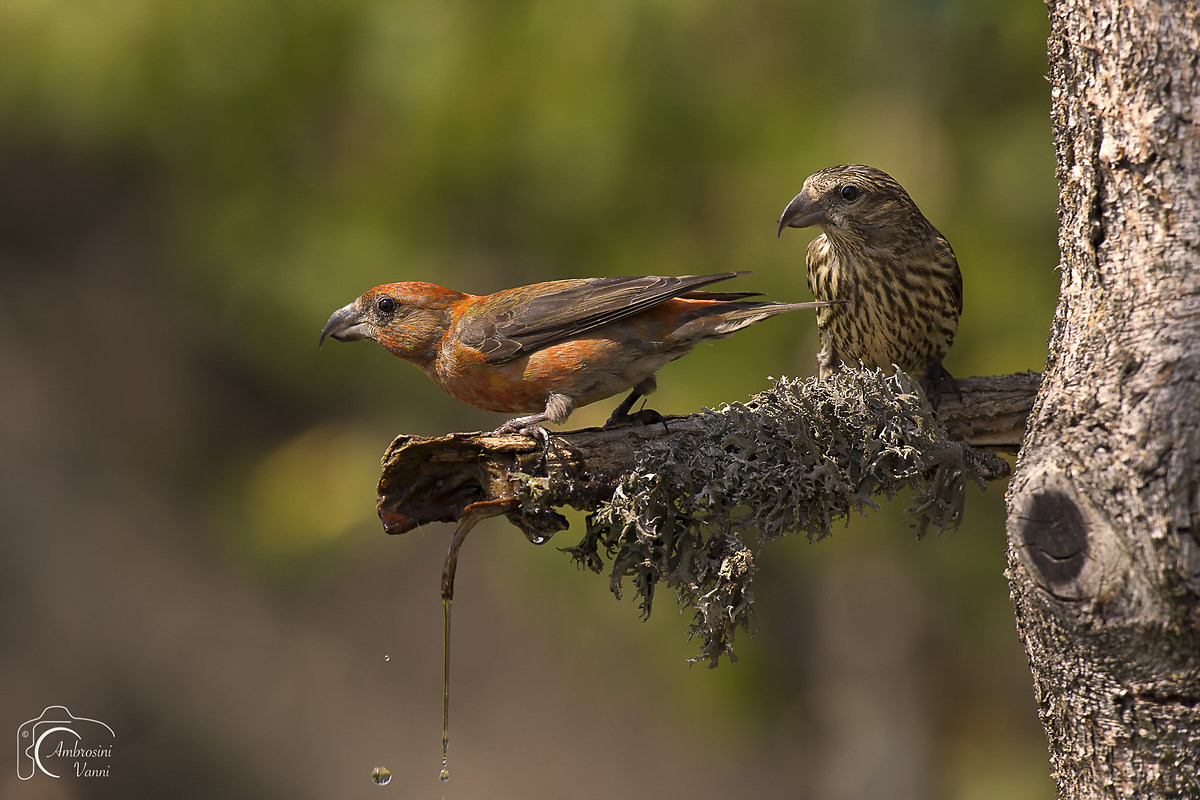 La coppia di crocieri