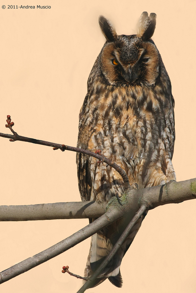 Long-eared Owl (Asio otus)