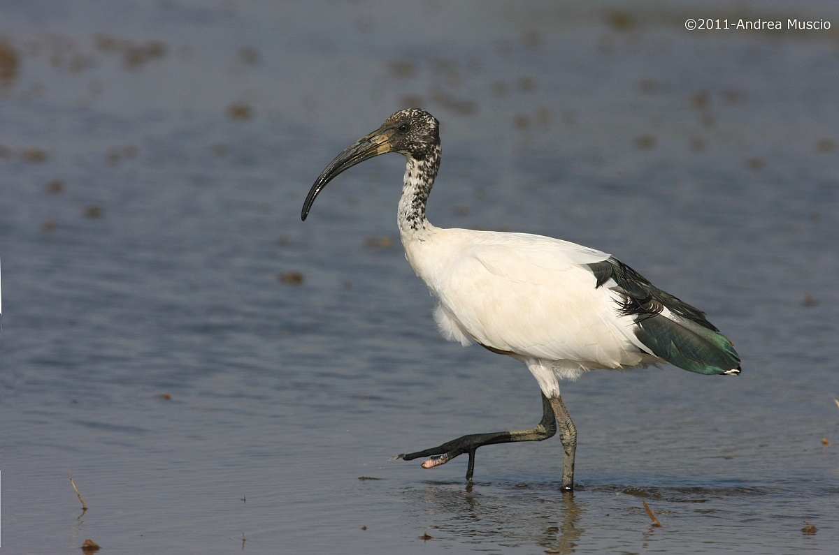 Sacred Ibis