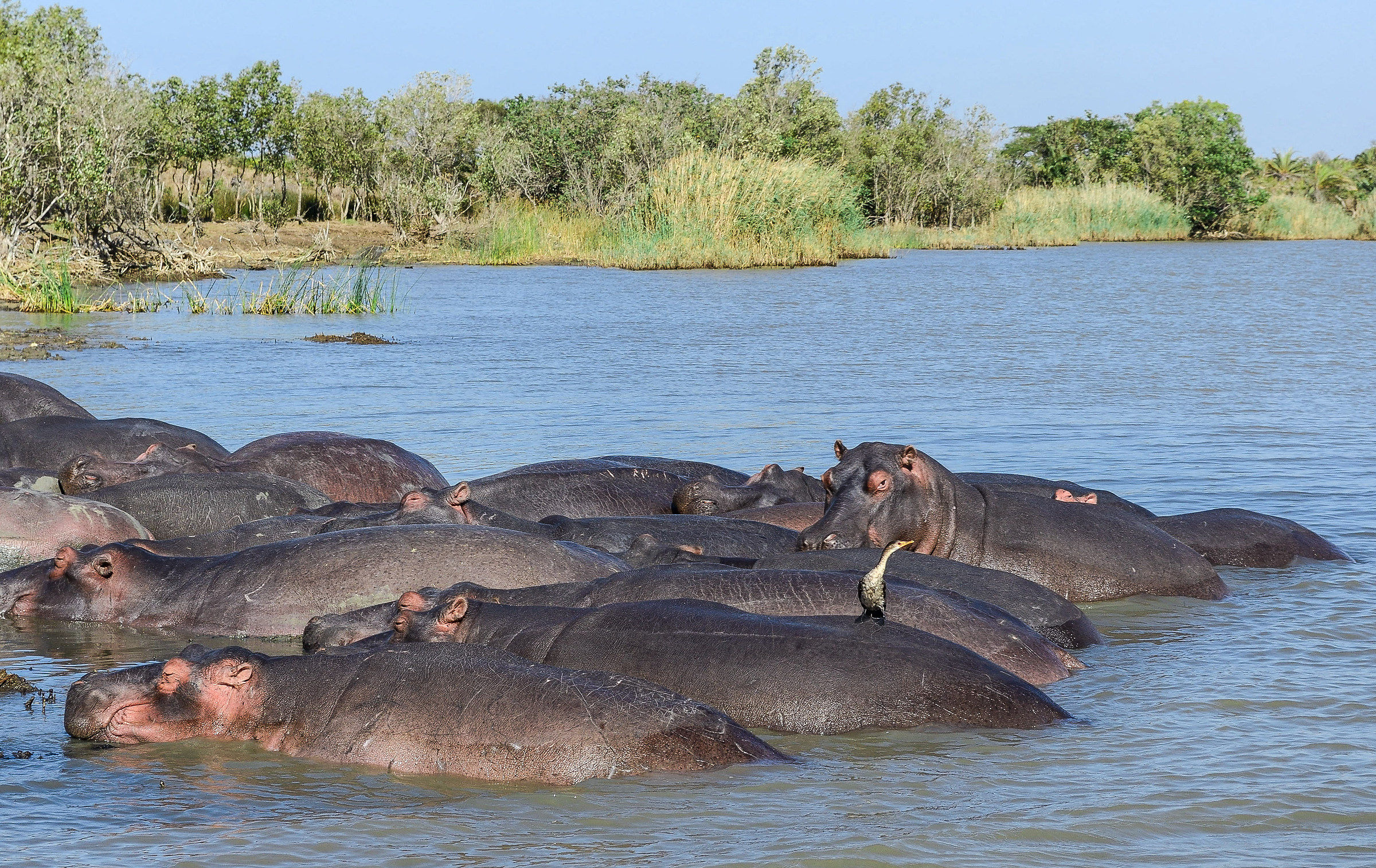 Rest of hippos, with guest ....