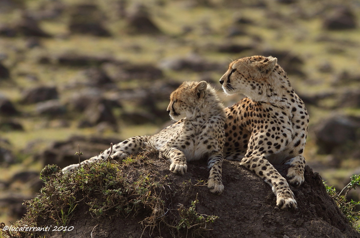 prede all'orizzonte....
