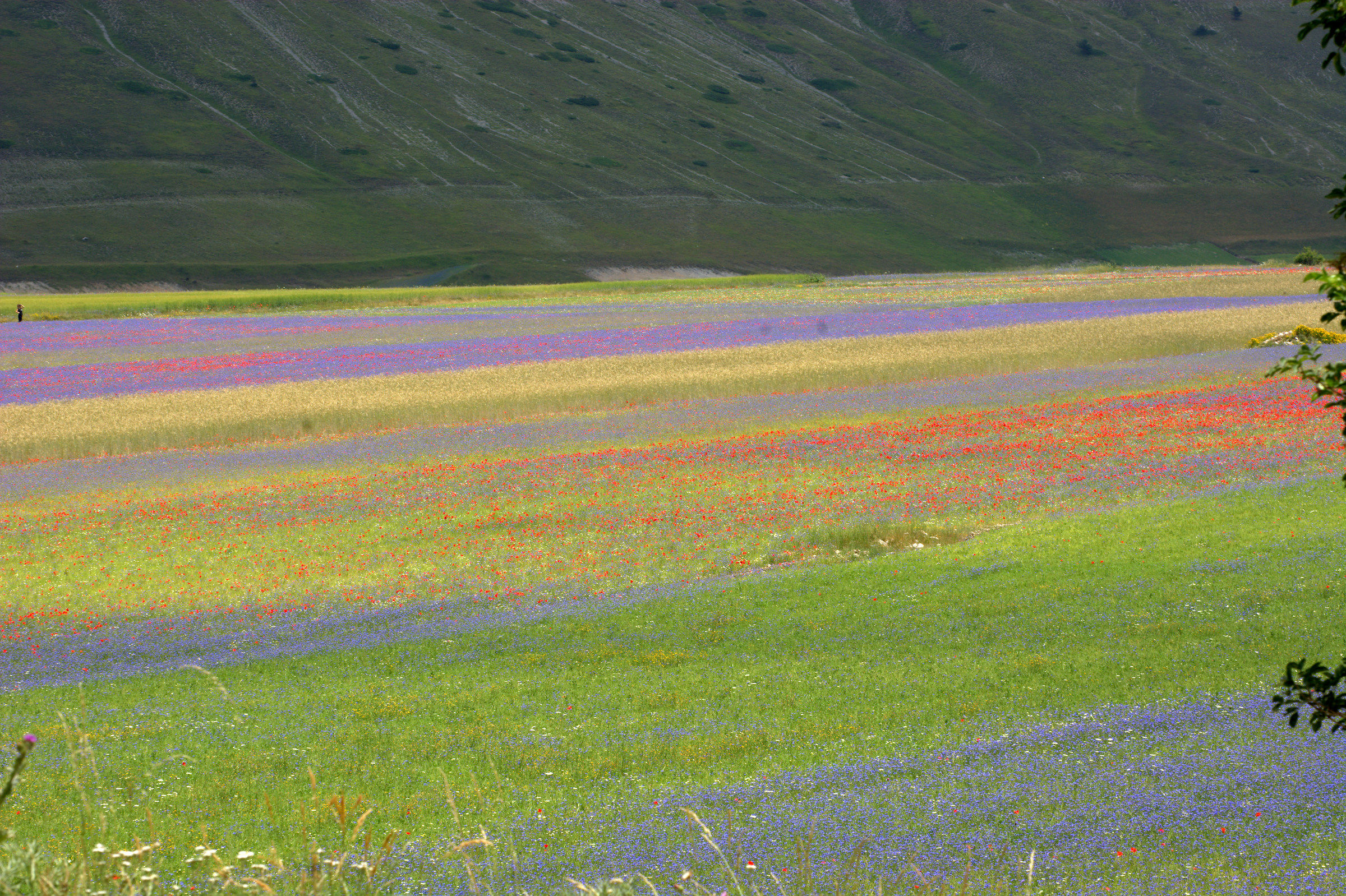 Campi  fioriti  a  Castelluccio