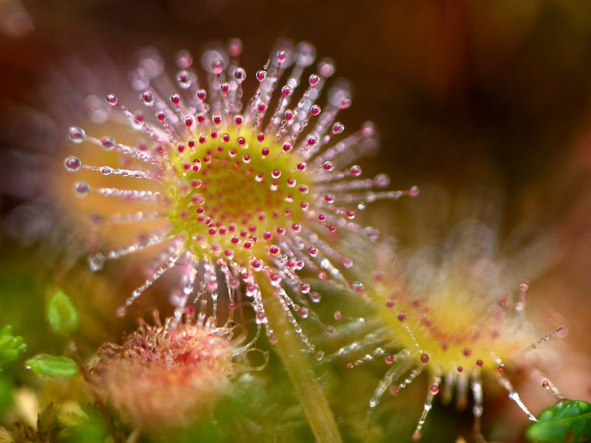 Drosera rotundifolia