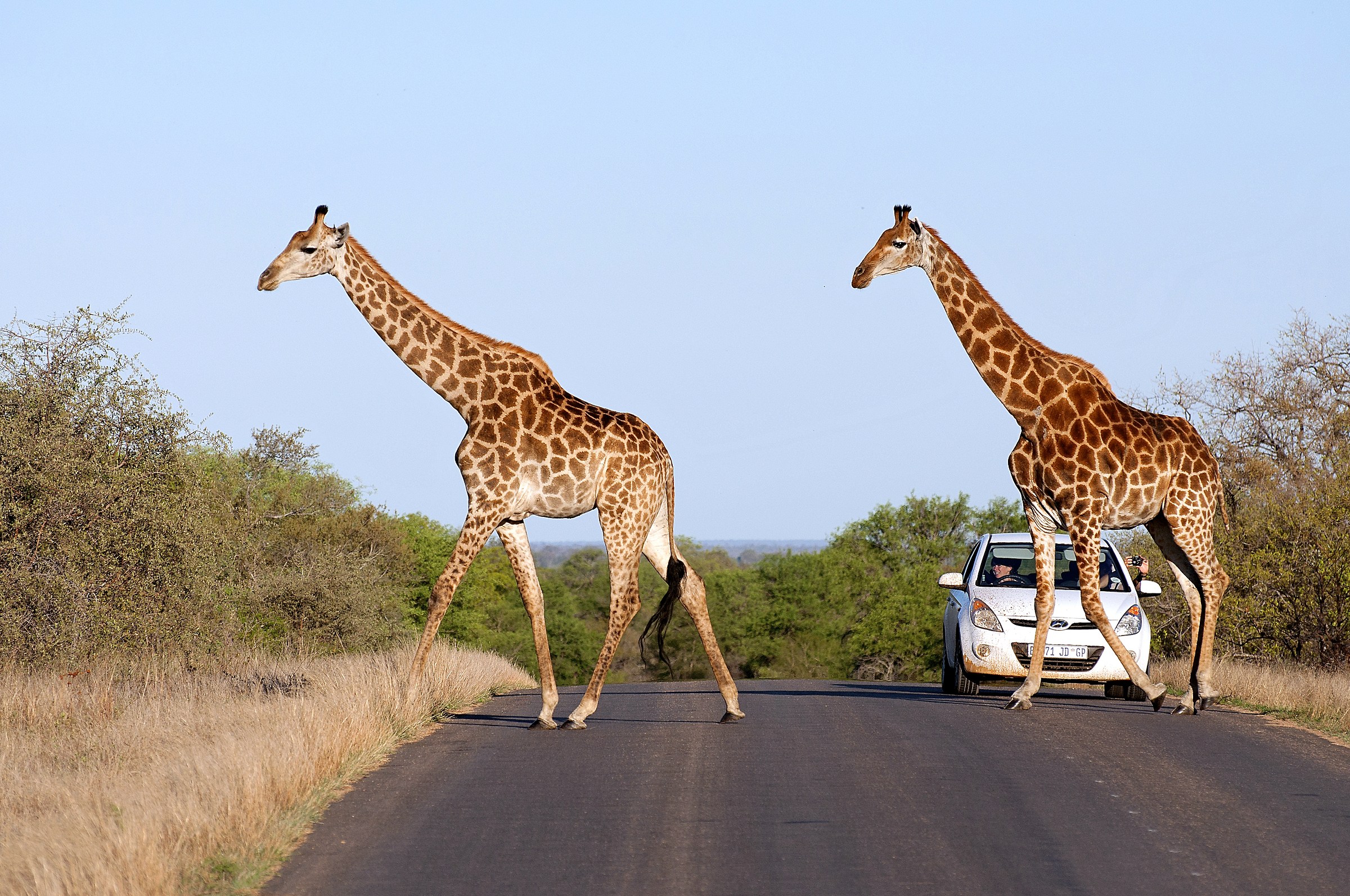 Giraffa crossing