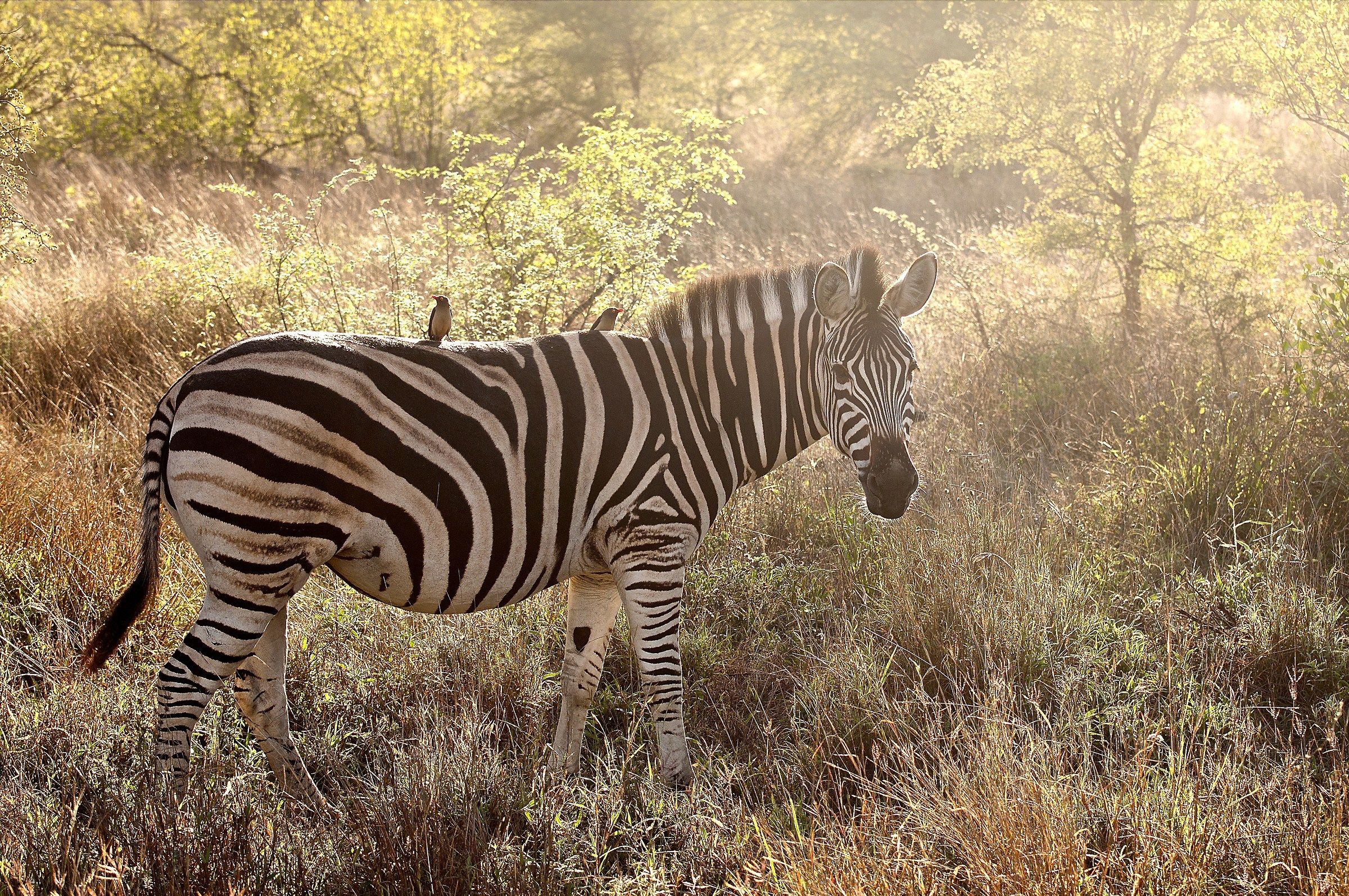 La zebra con il suo amichetto fidato...
