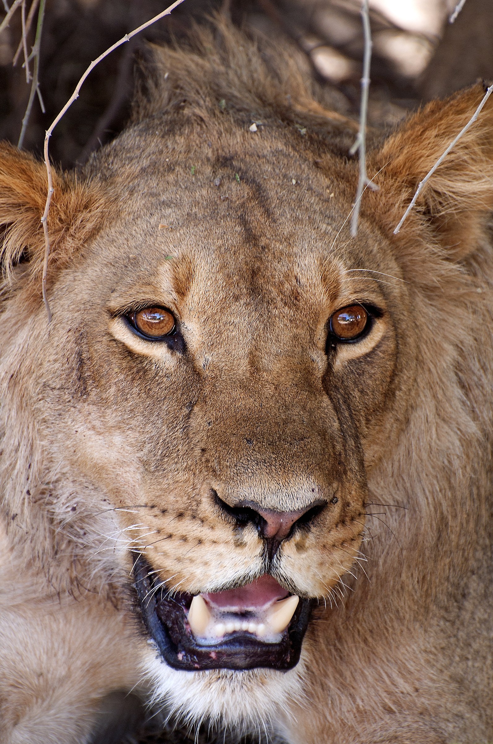 Ritratto di un giovane leone