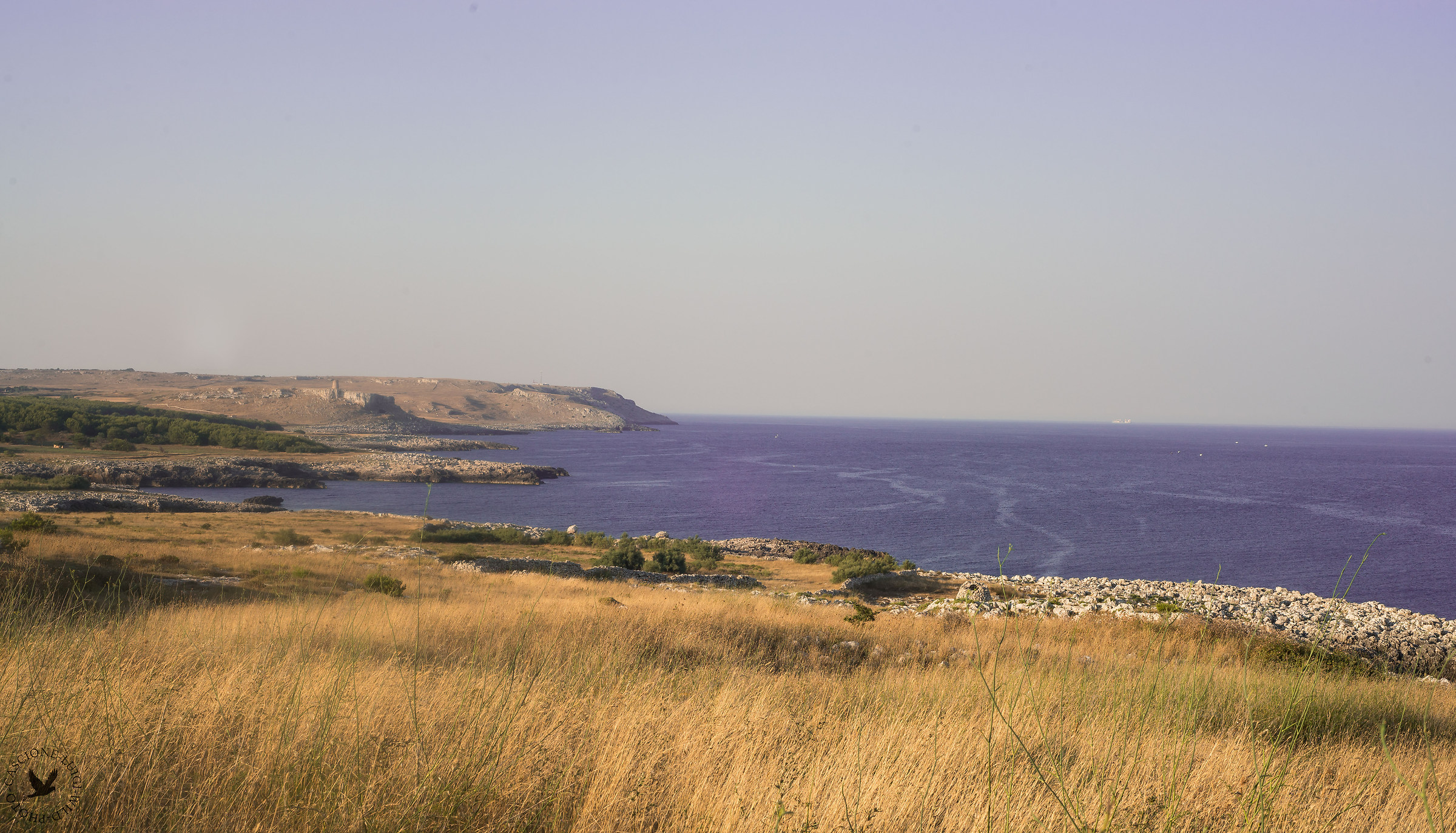 Puglia Aspirante (Scozzia)