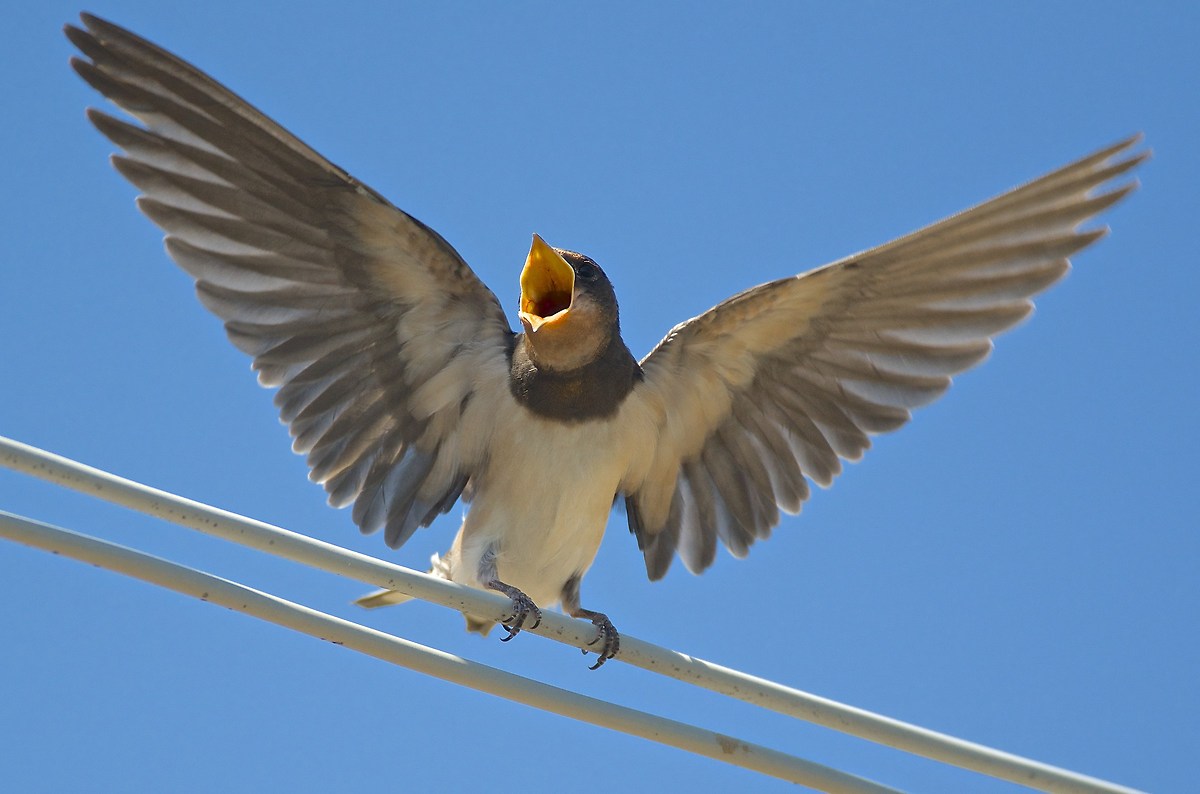 Richiesta d'imbeccata(Hirundo rustica)