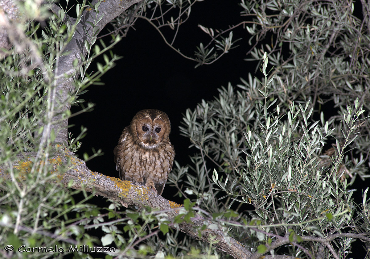 Allocco among olive _Strix aluco_