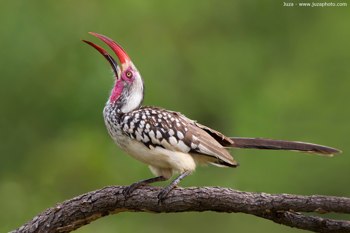 Tockus erythrorhynchus (Hornbill), 015024
