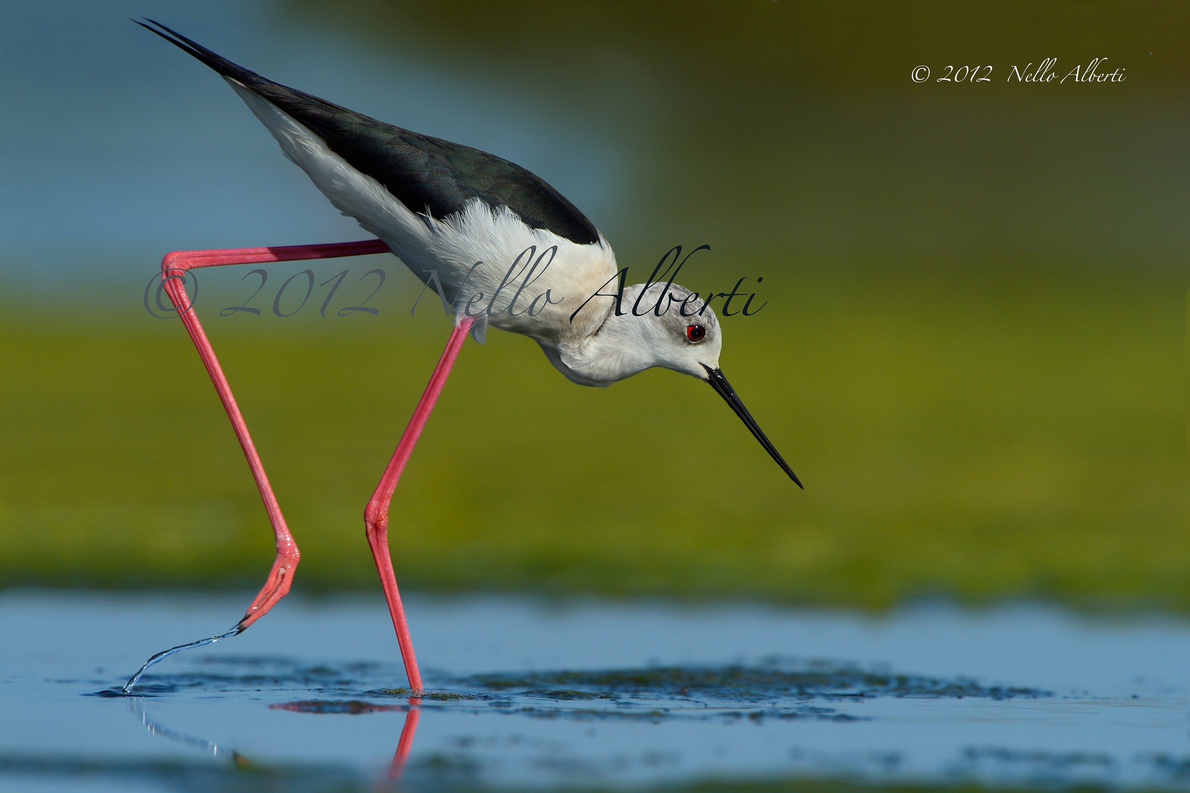 cavaliere d'italia ...