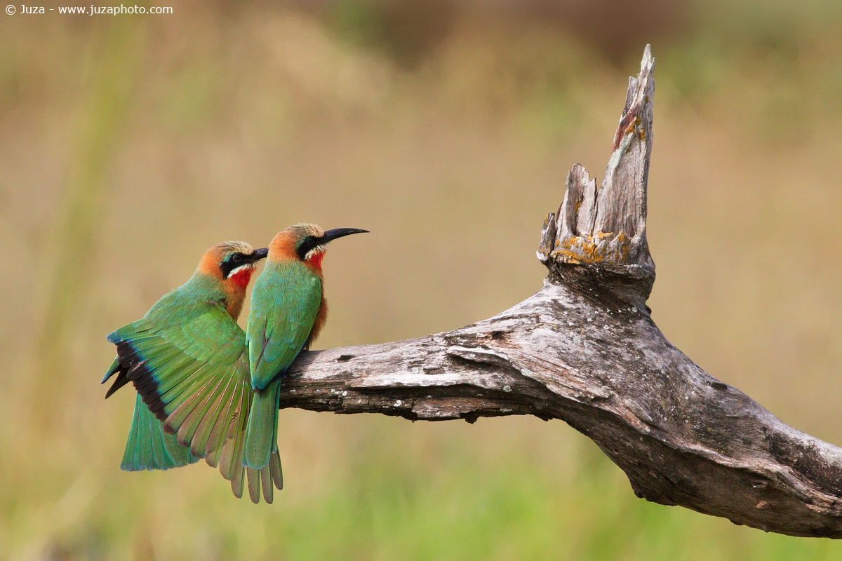 Merops bullockoides (Gruccione Frontebianca), 015094