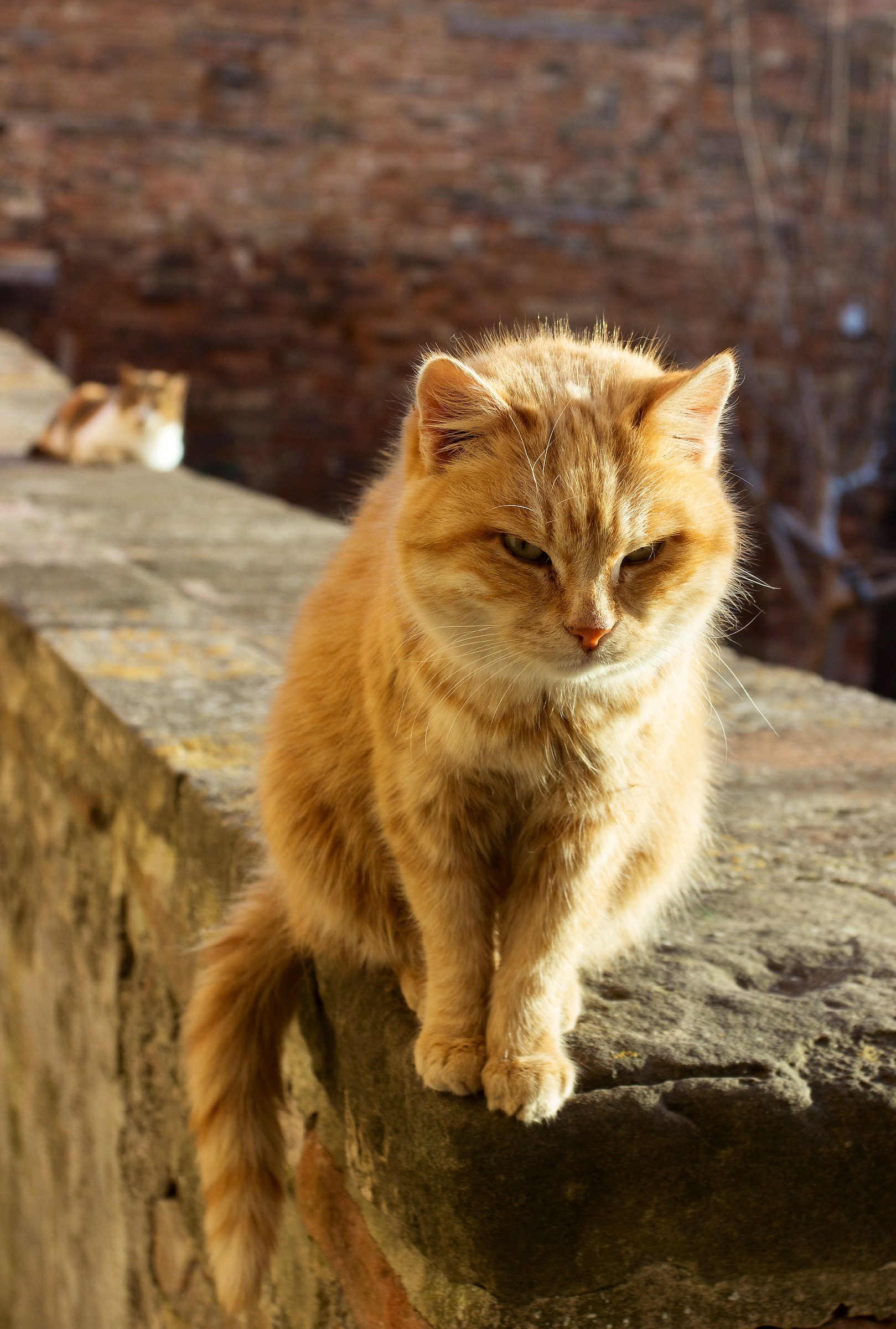 Gatti...in prospettiva