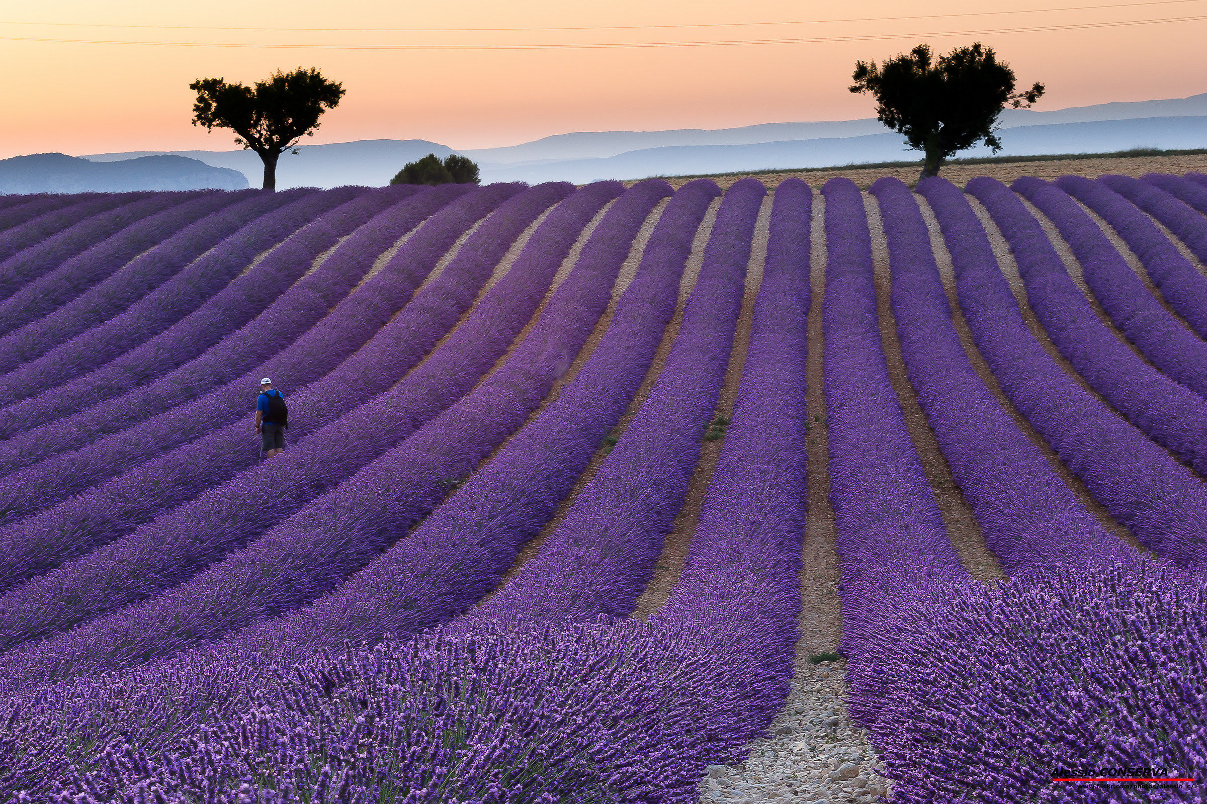 Provenza Valensole - Lavanda al tramonto