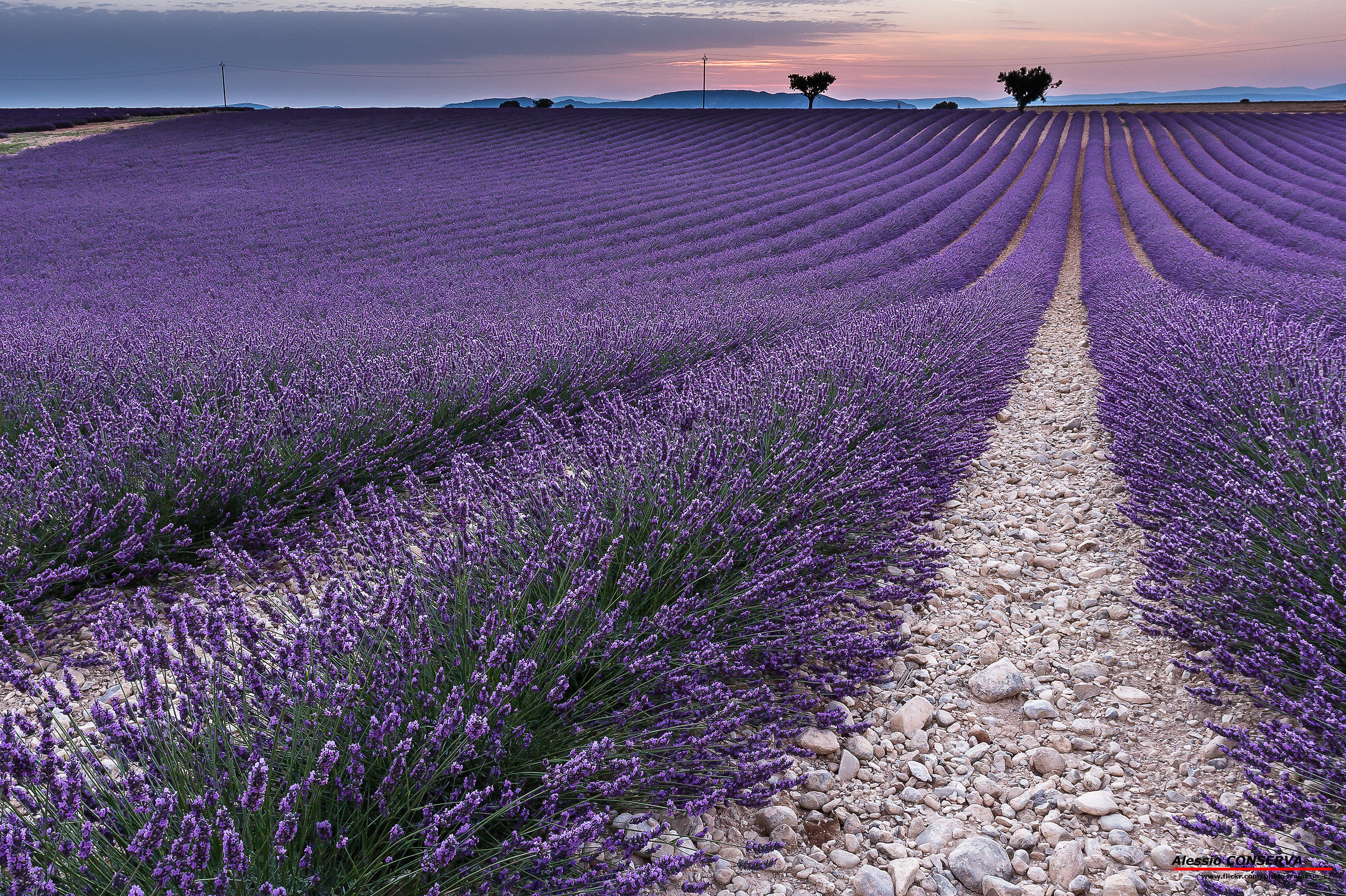 Provenza Valensole