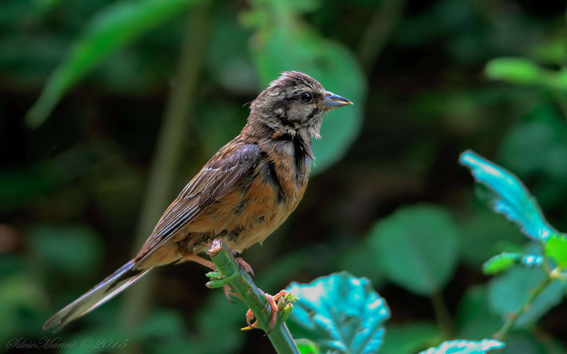 Zigolo muciatto (Emberiza cia)
