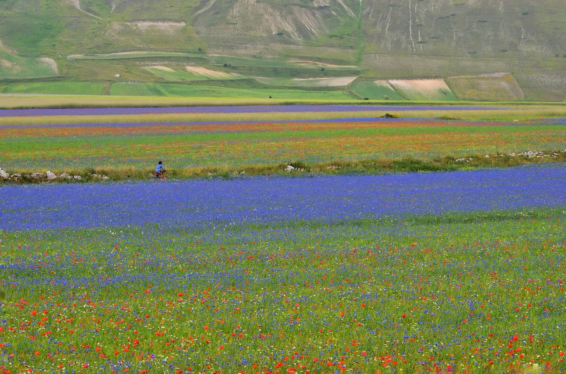 Passeggiando in bicicletta......