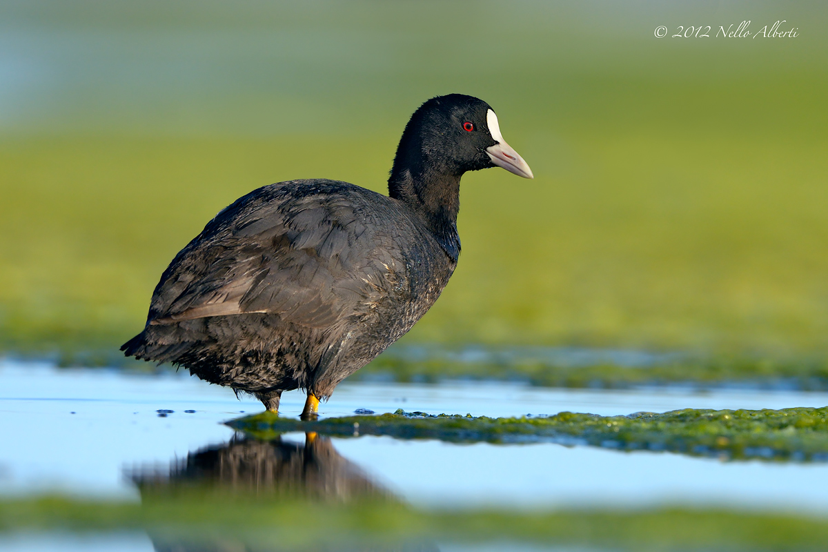 Folaga ,luce calda del primo mattino