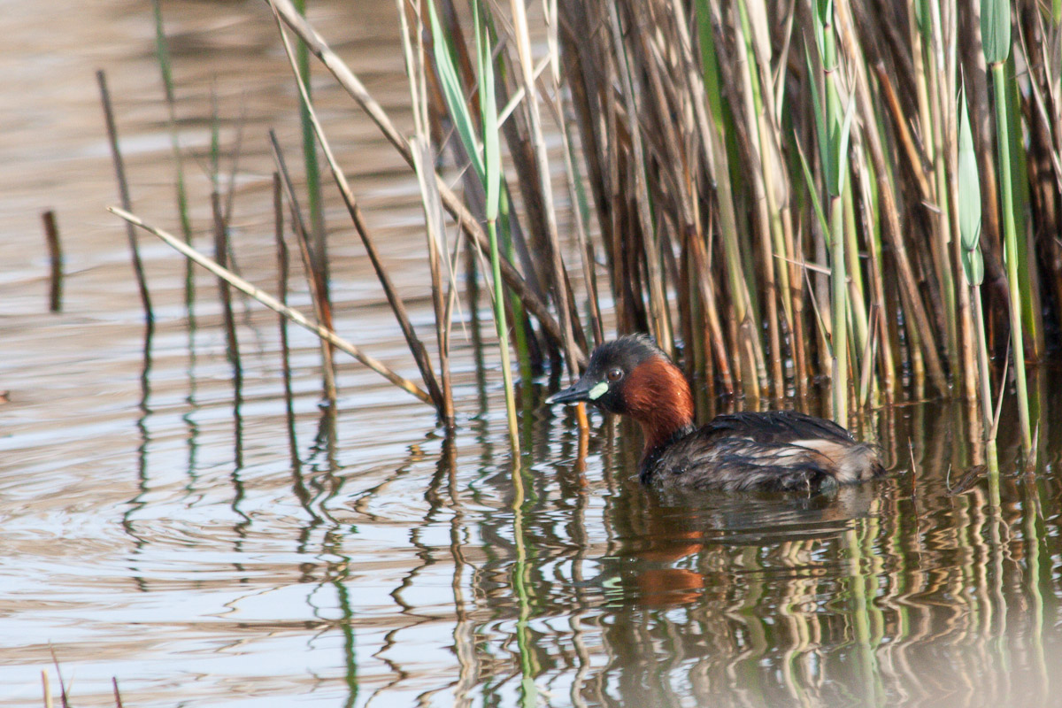 Little Grebe