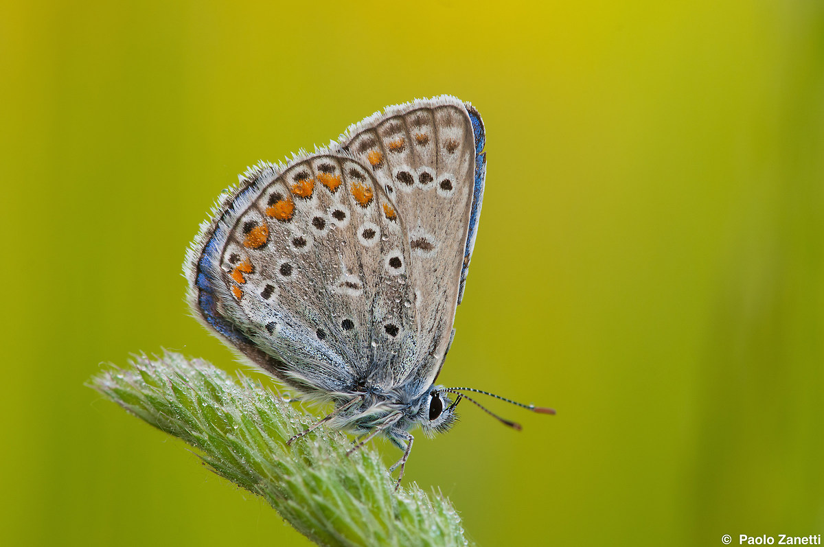 Polyommatus icarus