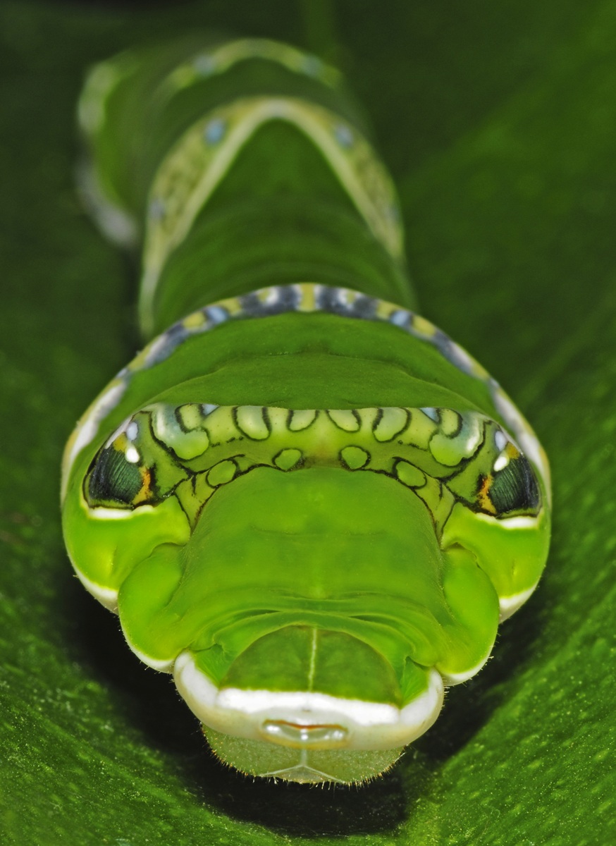 Threatening caterpillar of Papilio memnon