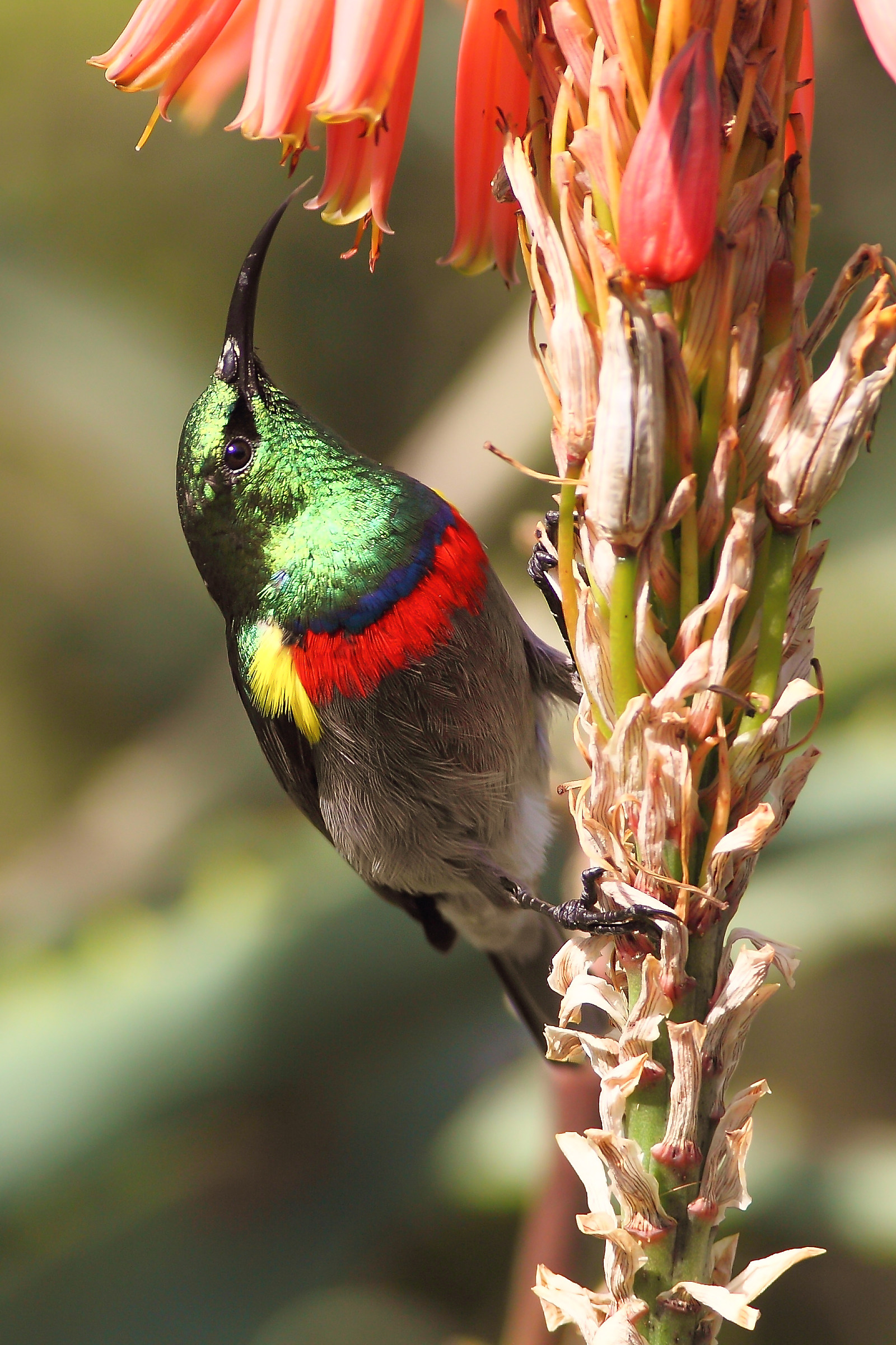 Sunbird from small double collar