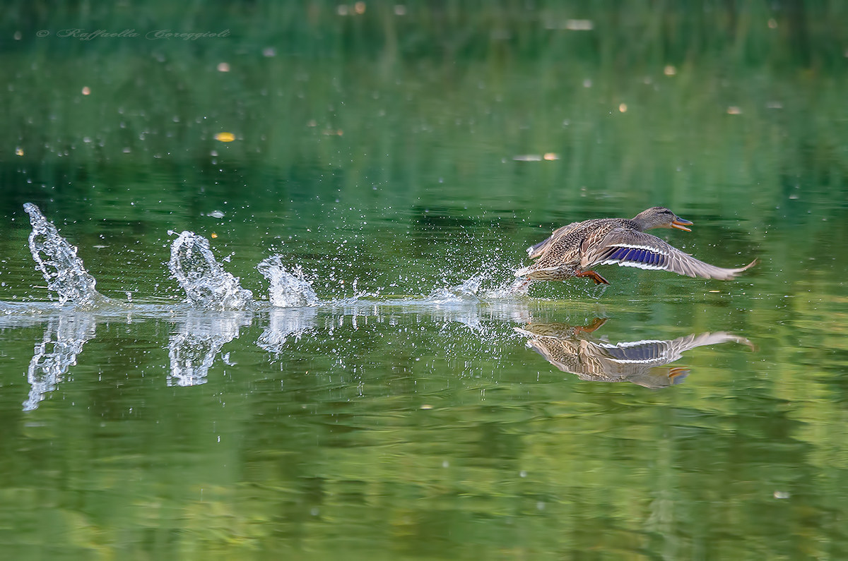 Mallard