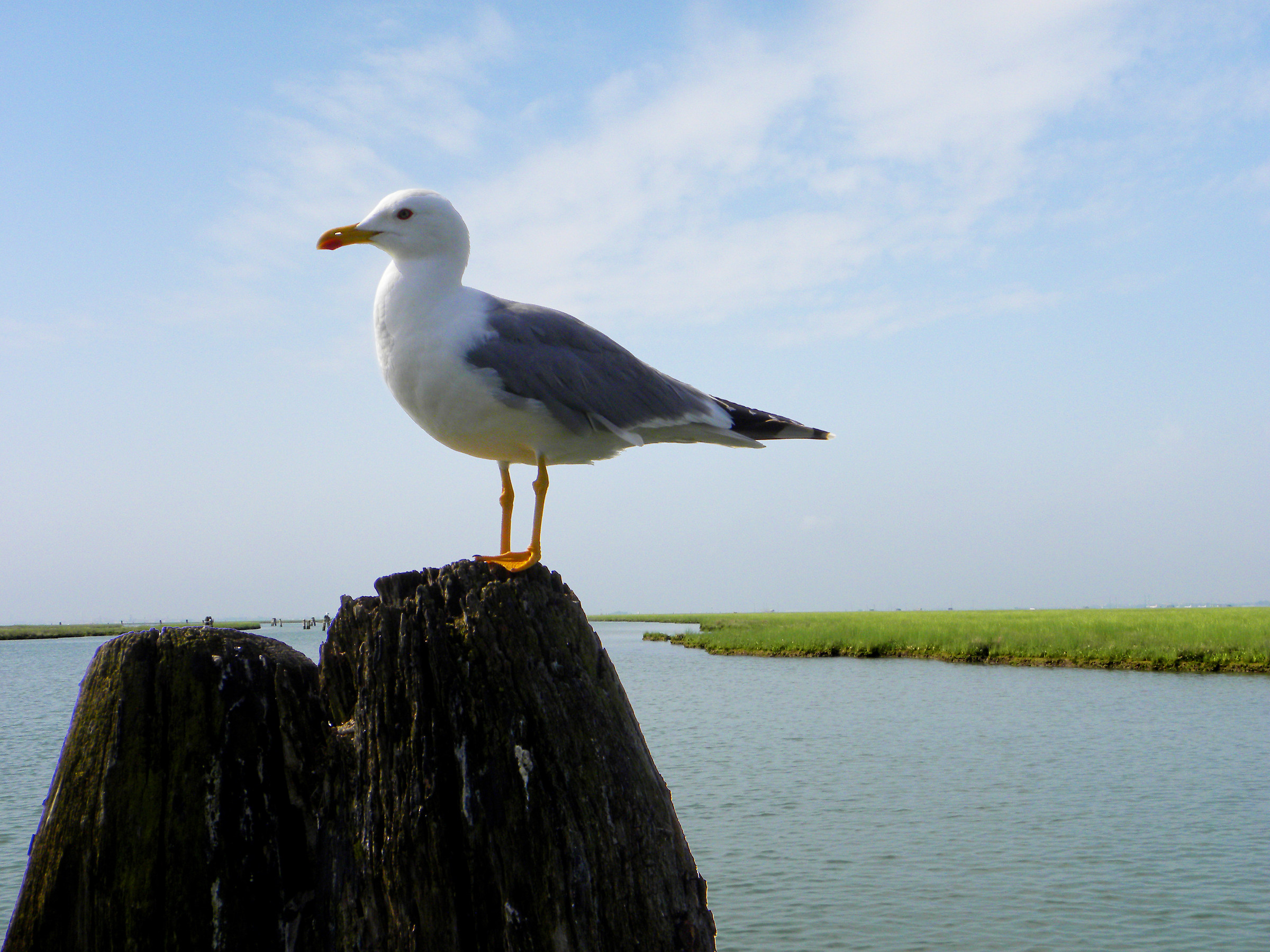 the master of the lagoon
