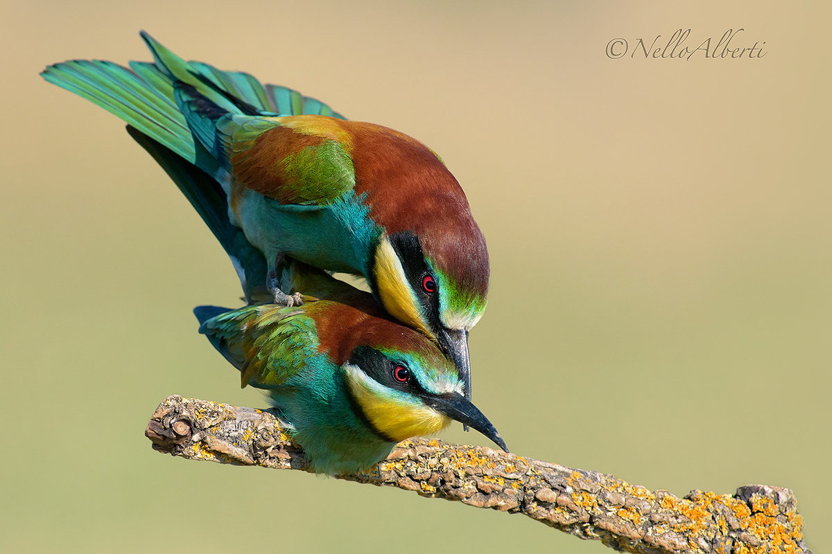 gruccioni in amore -2015