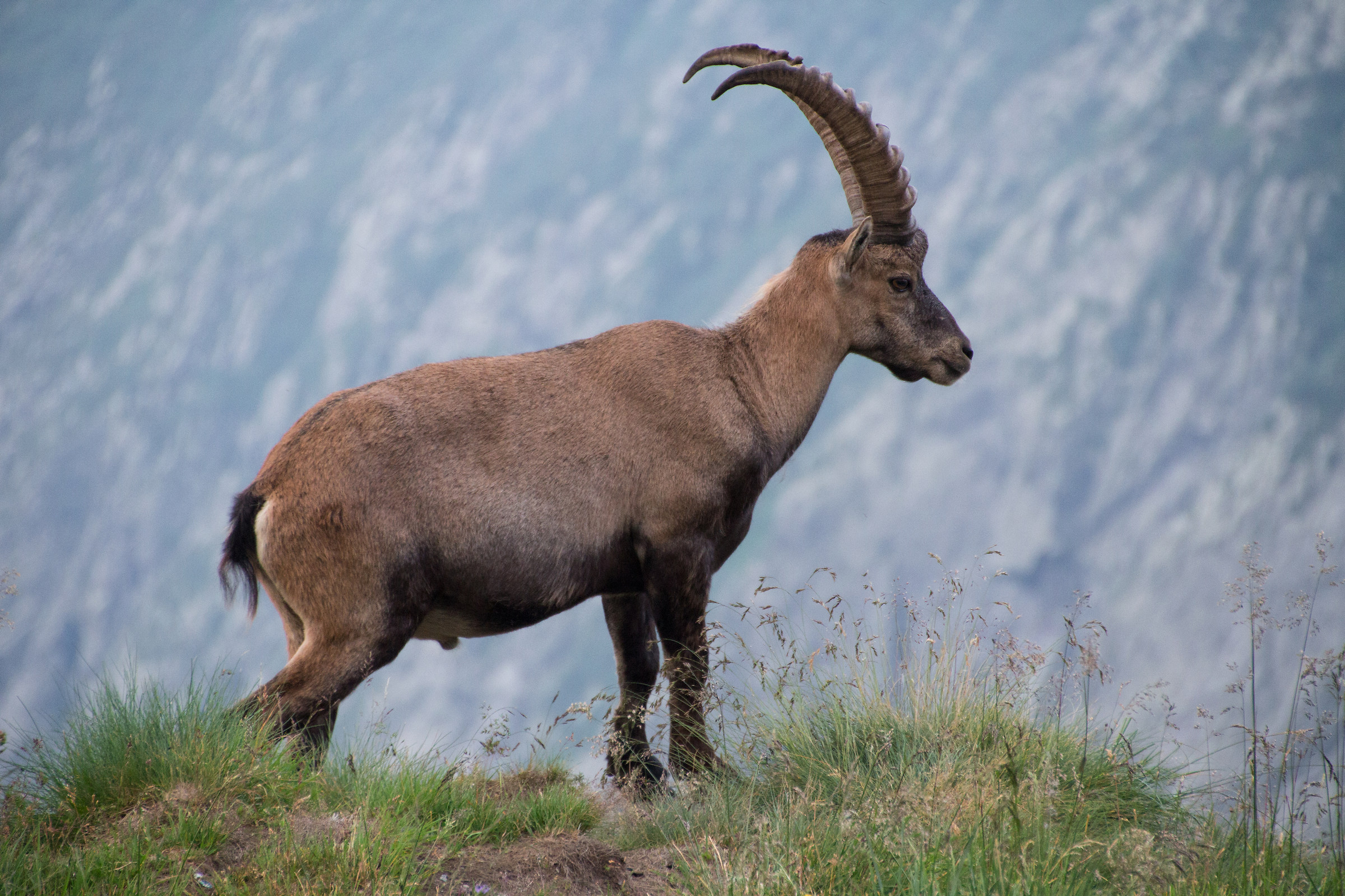Ibex