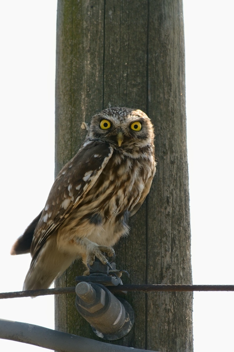 Owl on the telephone pole.