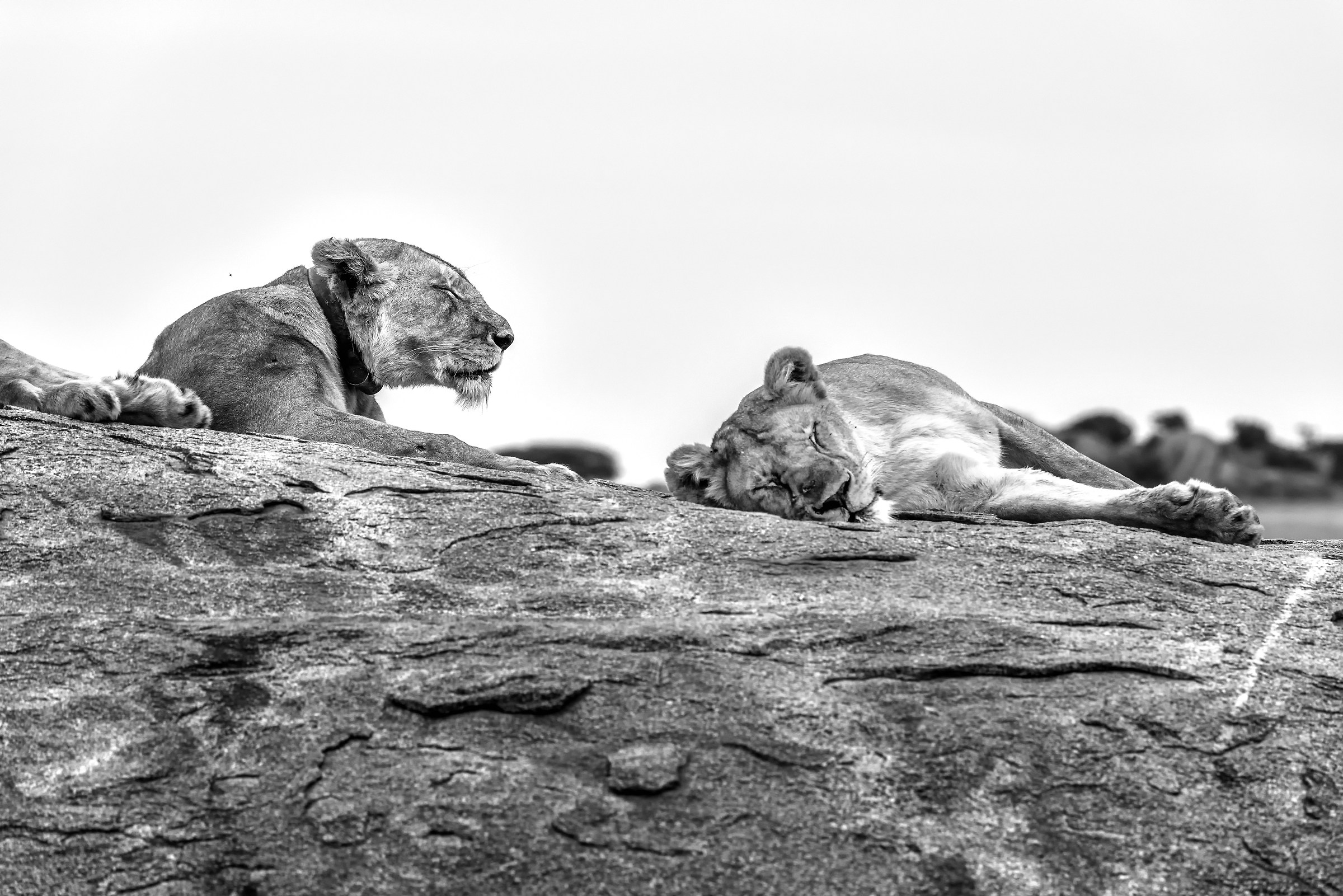 Tanzania 2015 - Sonno sul Kopjes