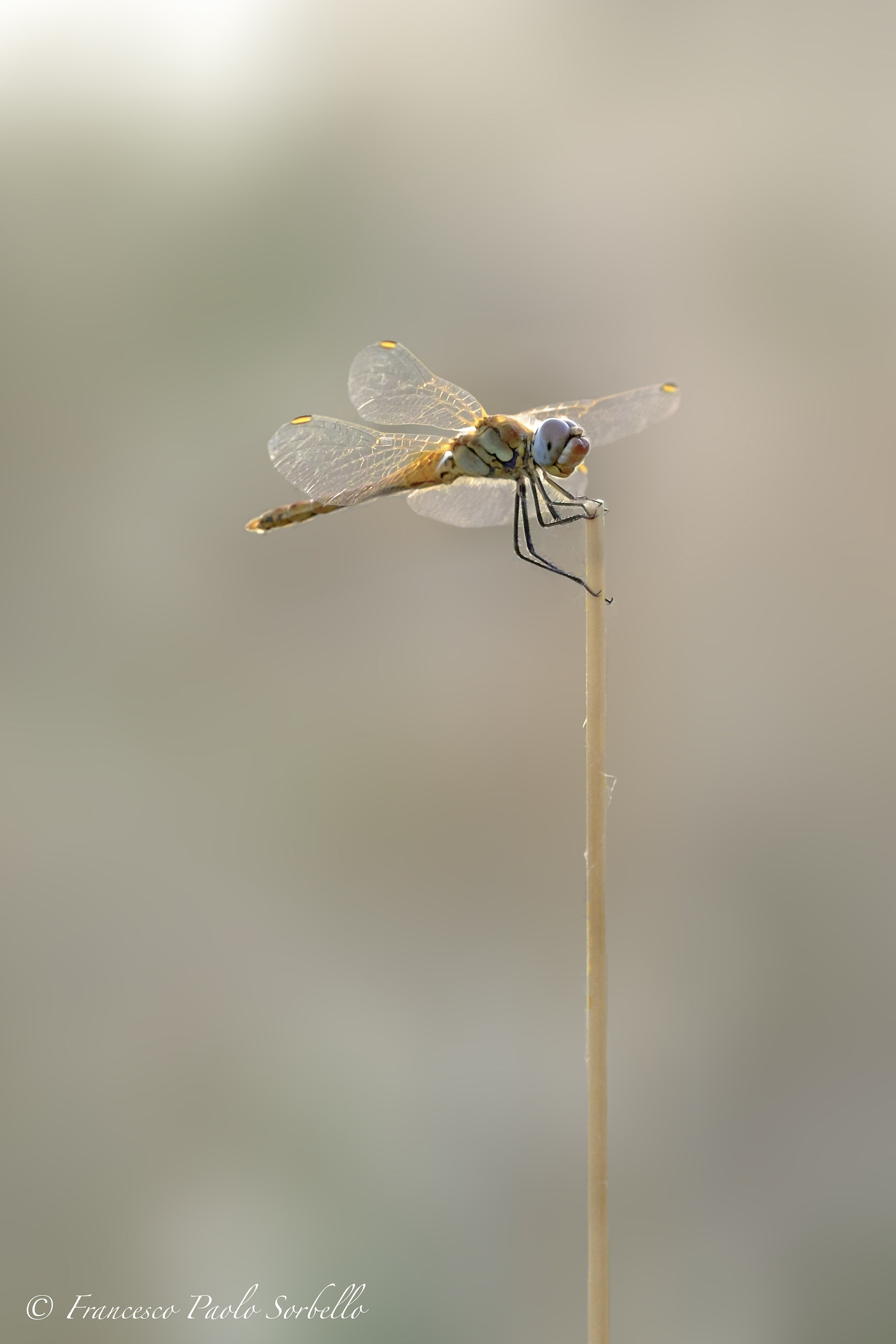 Dragonfly