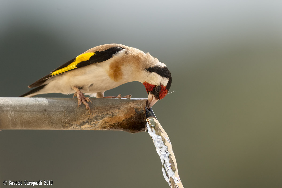 La lunga estate calda