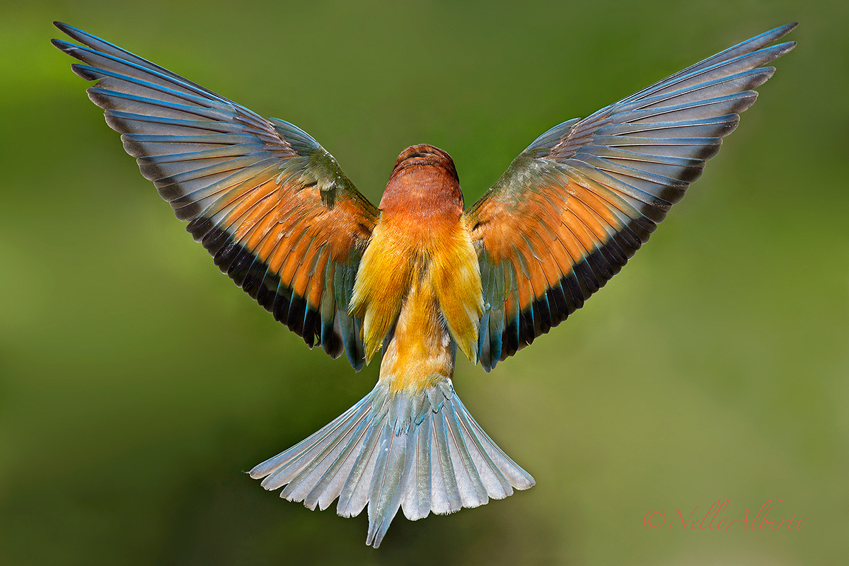 gruccione  ad ali aperte dal retro !