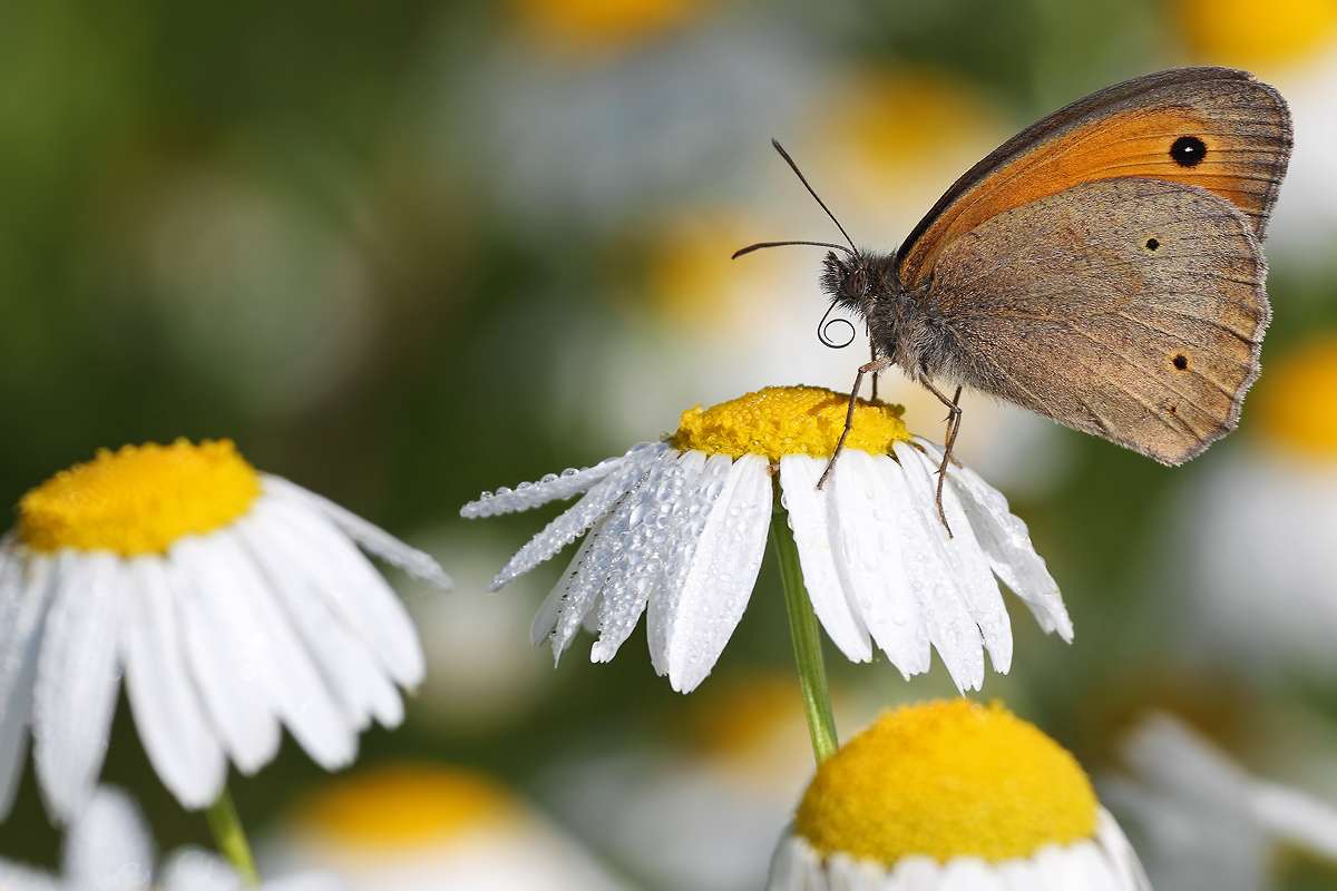 Maniola jurtina tra i fiori di camomilla