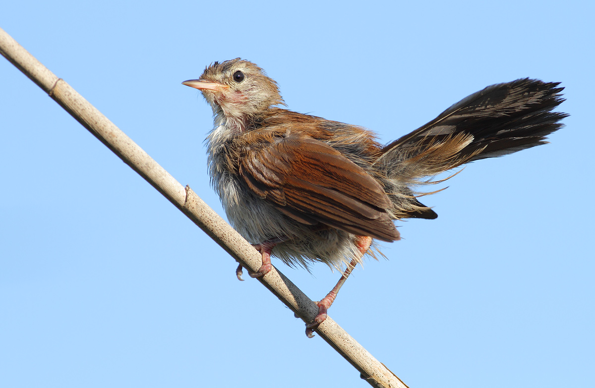 Cetti's Warbler