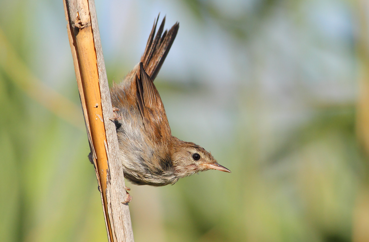 Cetti's Warbler
