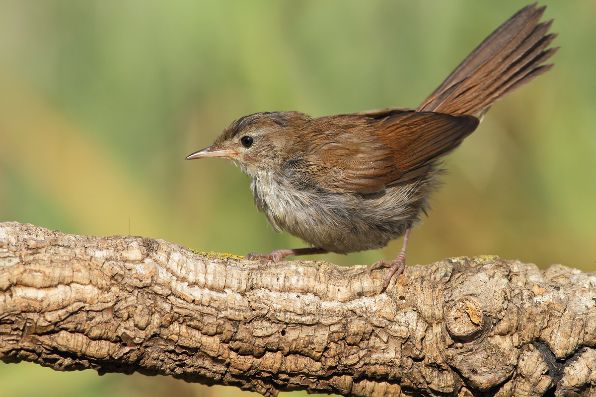 Cetti's Warbler