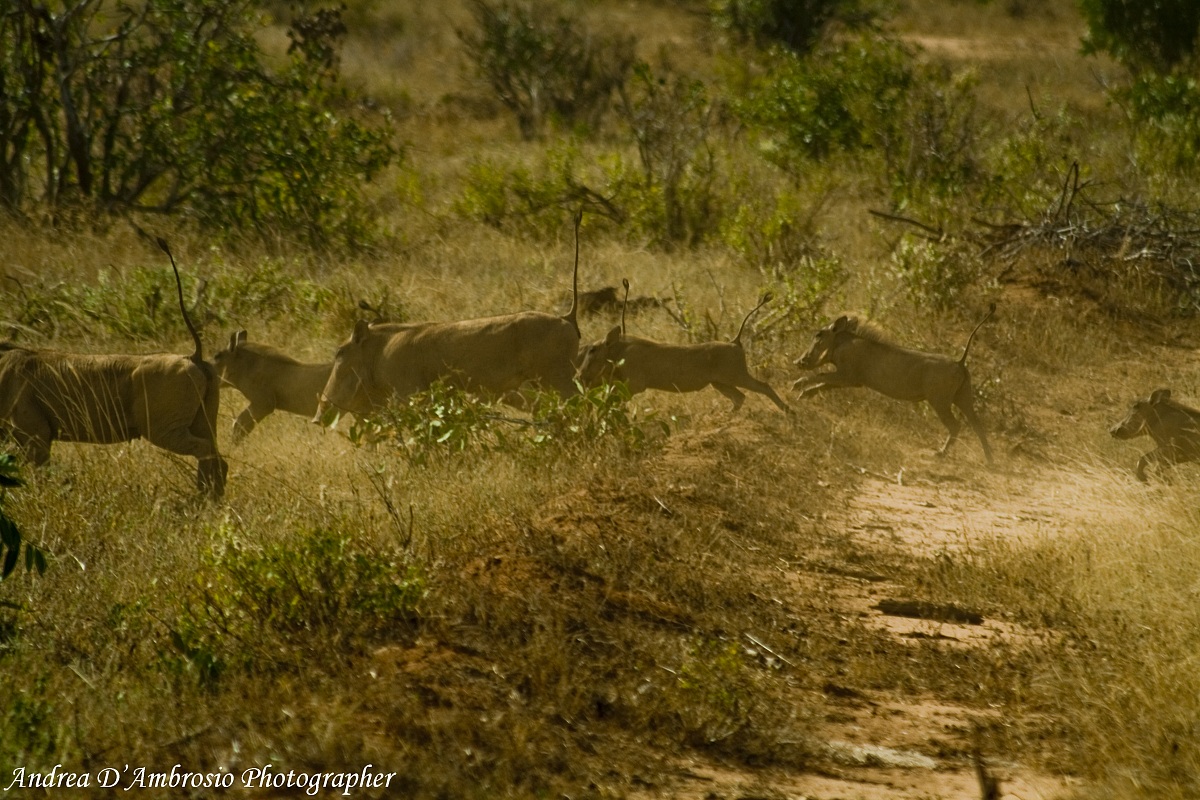 Famiglia di Facoceri