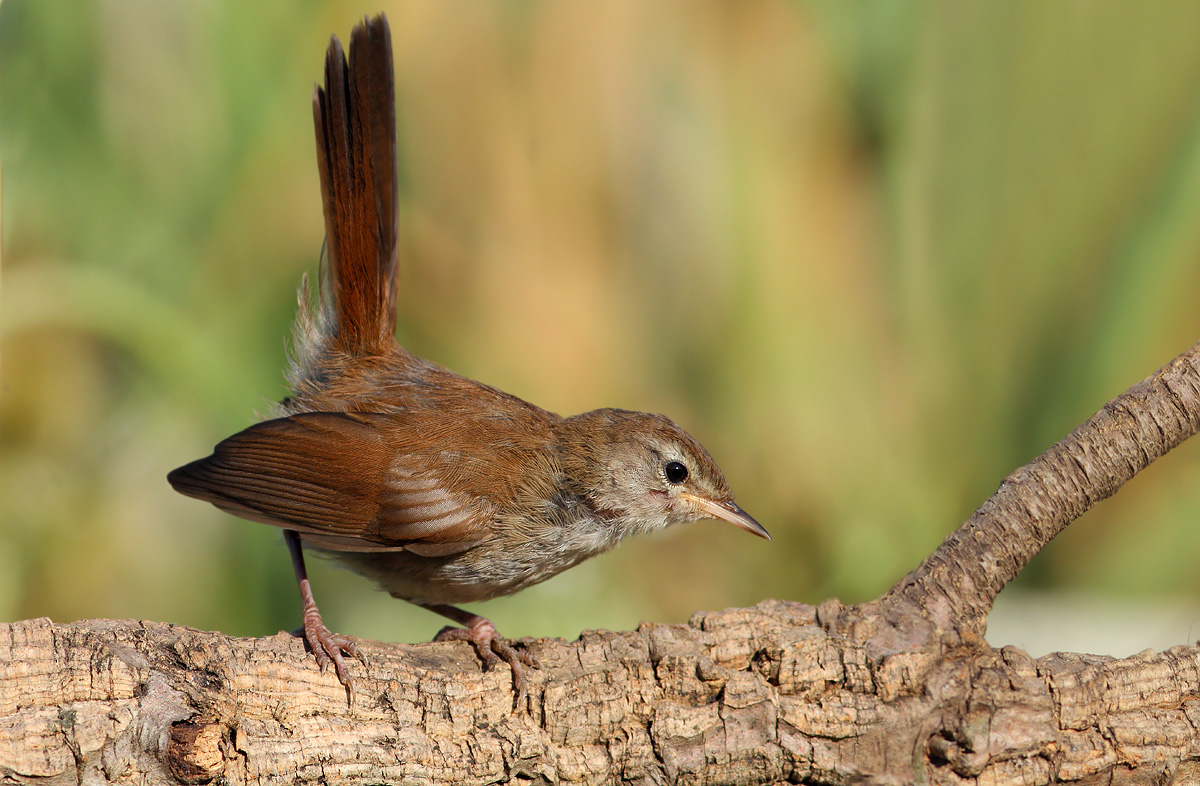Cetti's Warbler