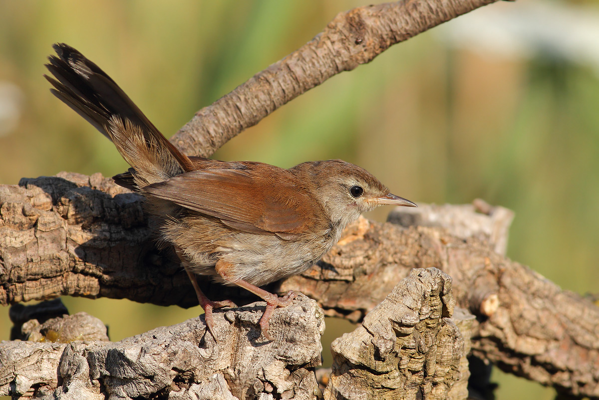 Cetti's Warbler