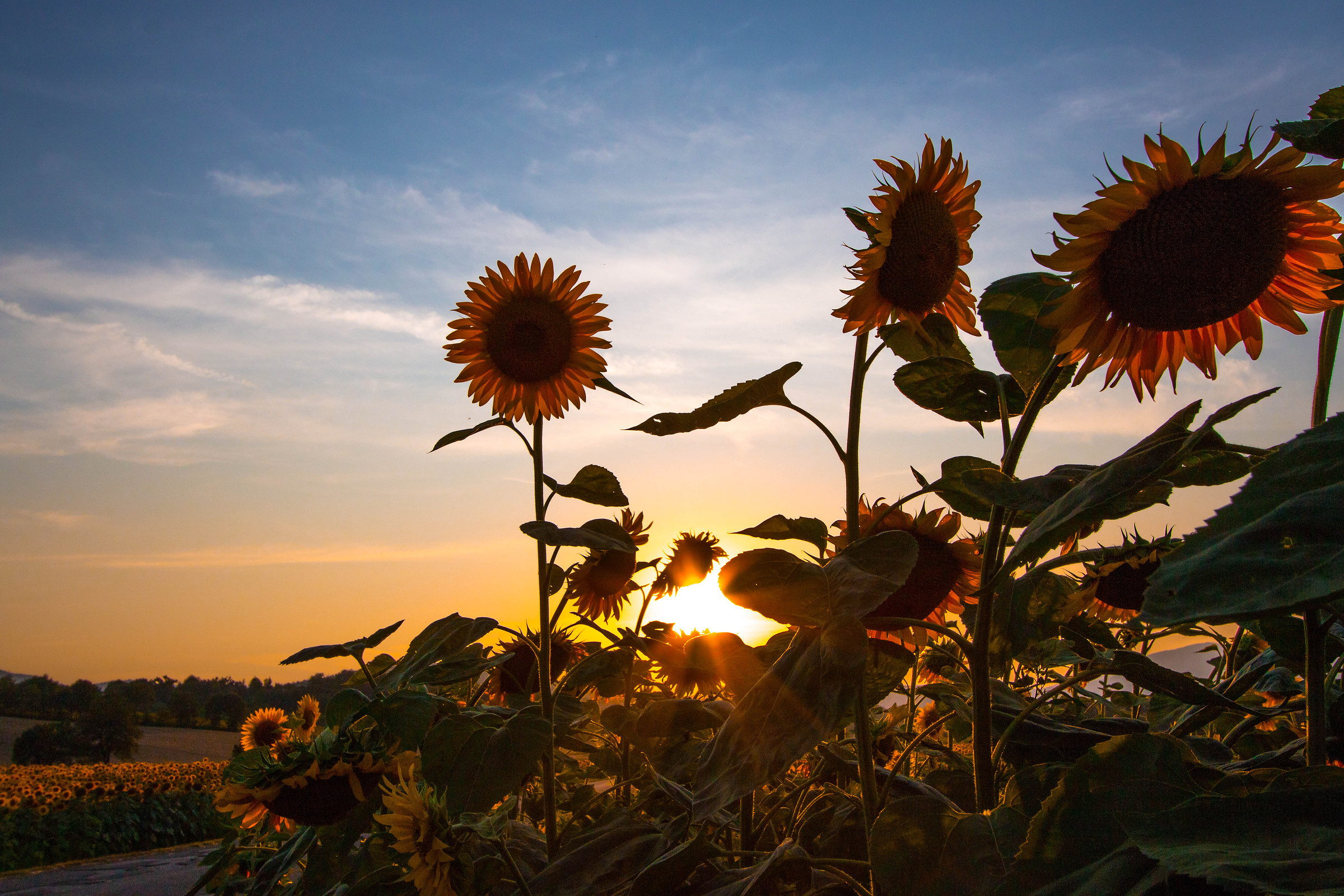 tramonto sui girasoli