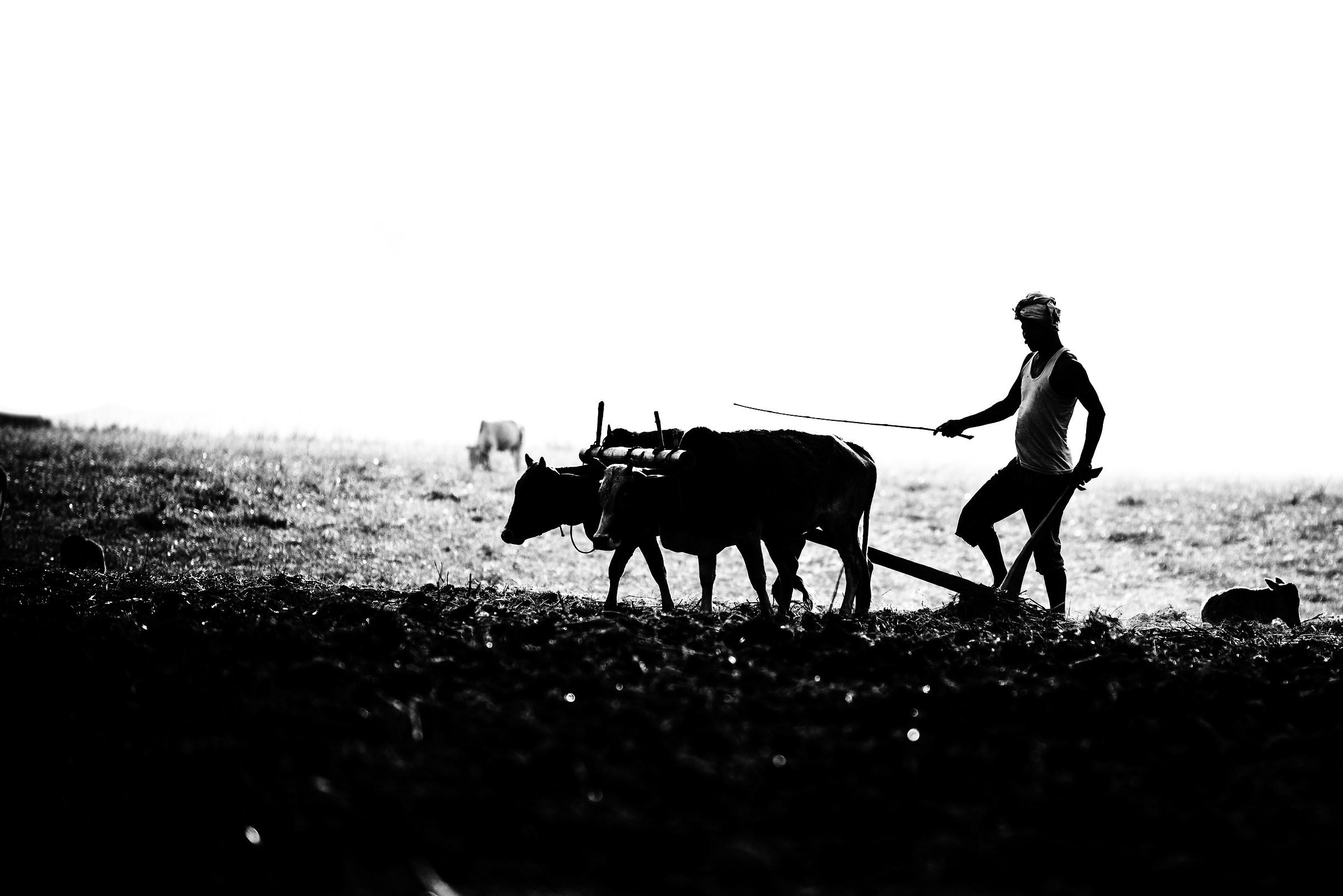 India Majuli: vita quotidiana.