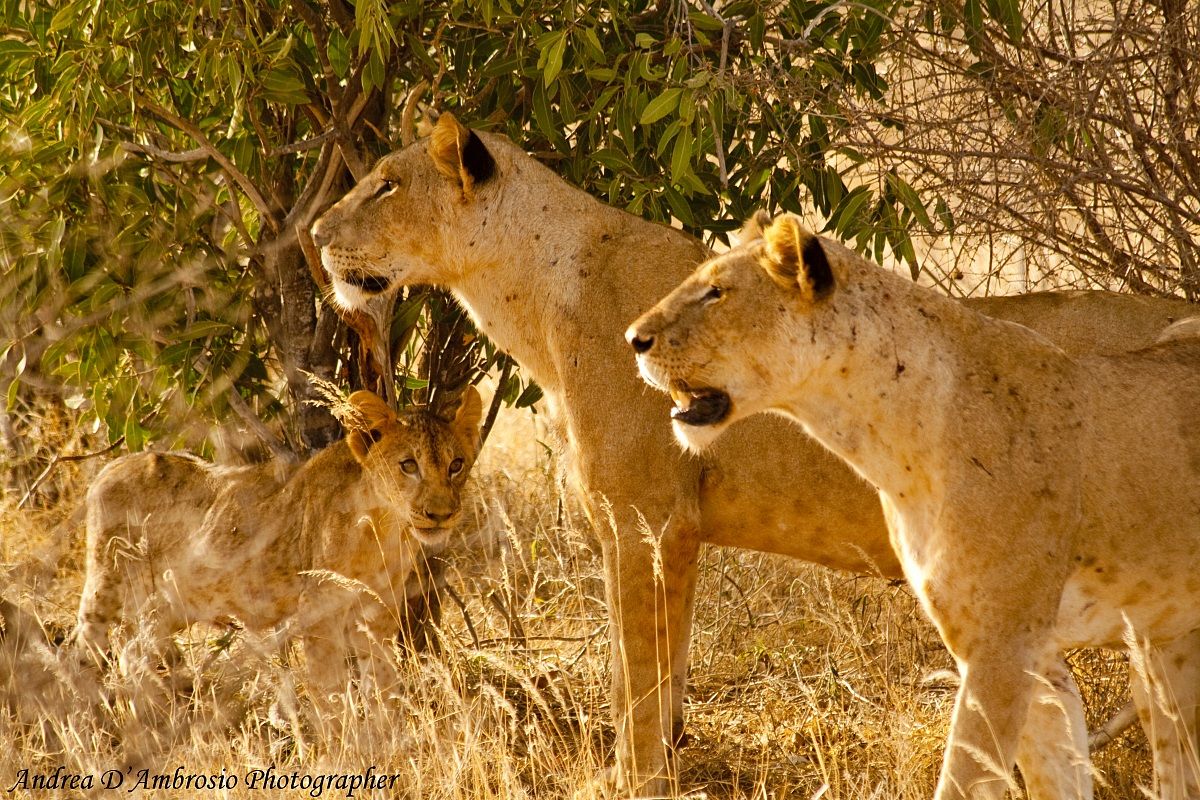 Fiutando il pericolo...