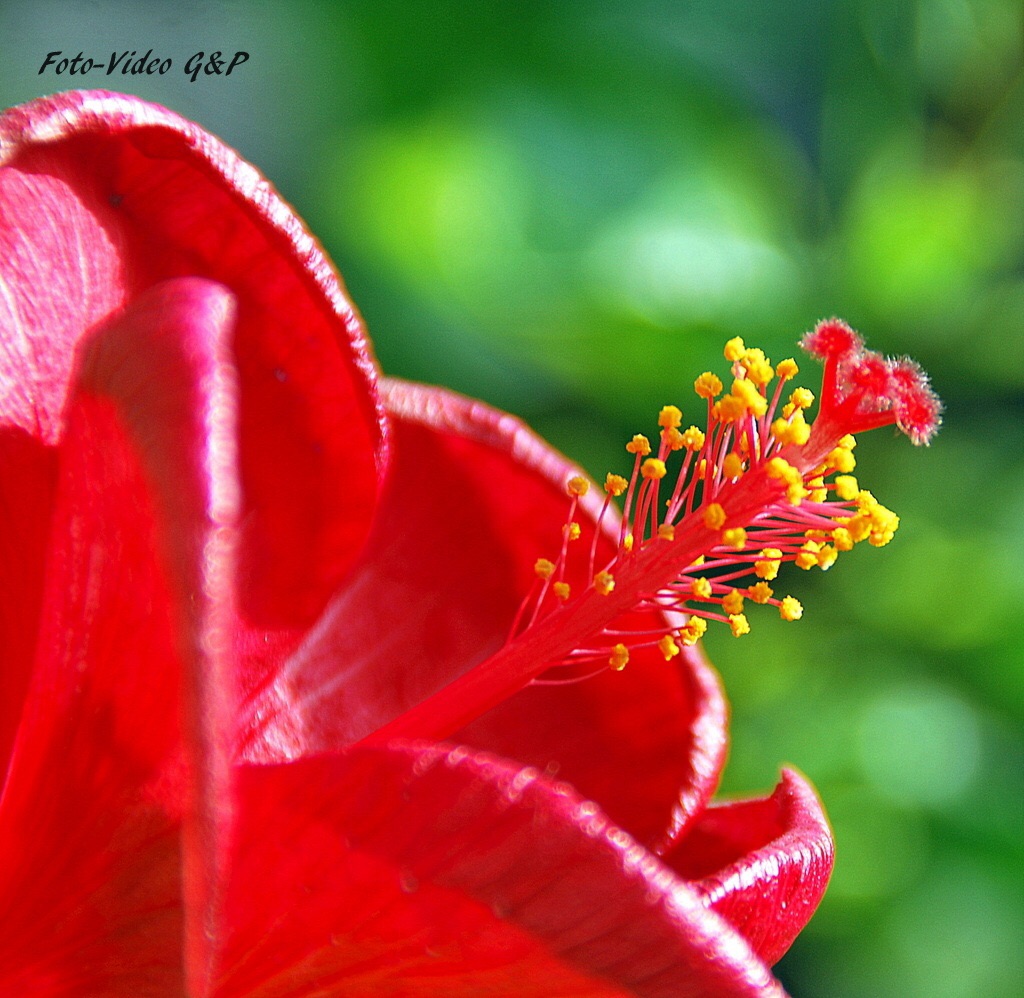 Hibiscus