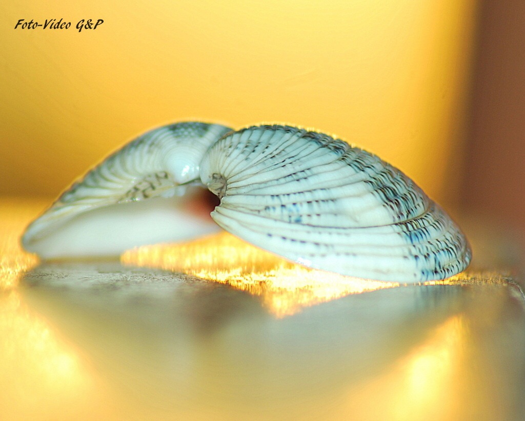 Shell with reflection on wood