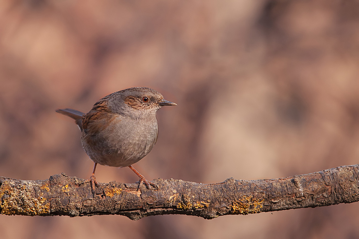 Dunnock ...