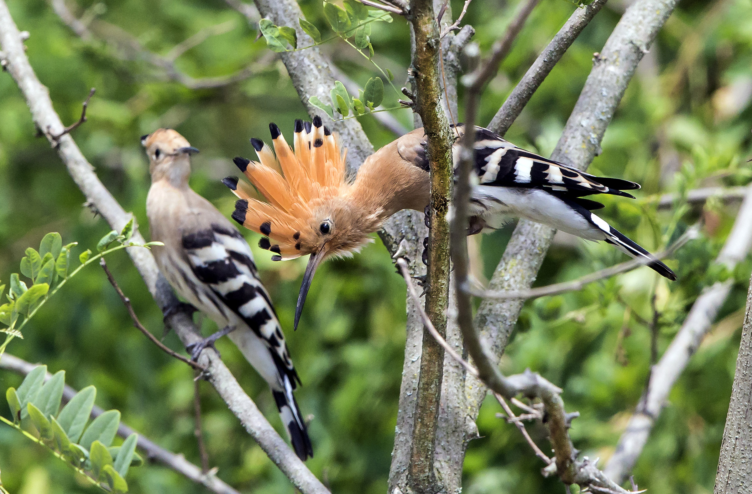 two hoopoe
